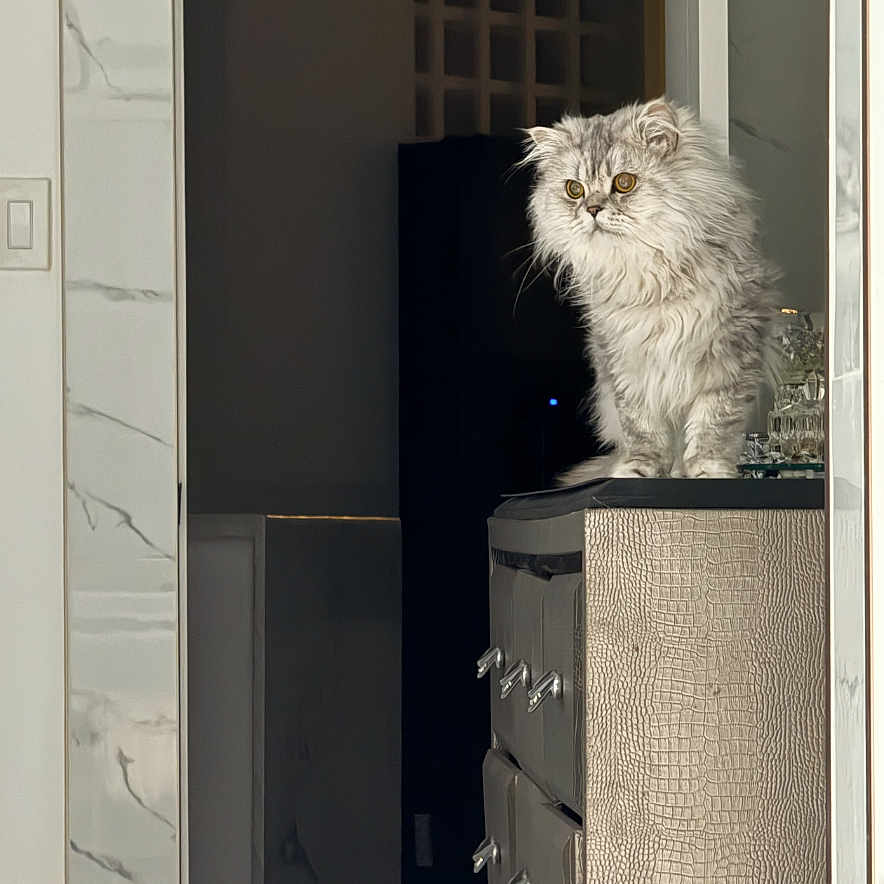 Apollo is registered to the contest to win money with this photo: cat, fluffy, gray, dresser, furniture, indoor, pet, animal, curious, light, shadow, modern, home, interior, window, quiet, still_life, cute, portrait, domestic