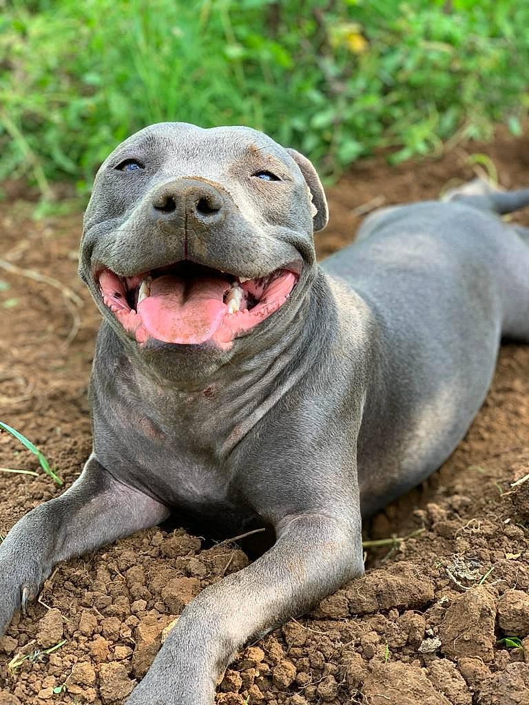 Pia participe au concours pour gagner de l'argent avec cette photo : california_sea_lion, canidae, carnivore, dog_breed, earless_seal, fang, fawn, grass, harbor_seal, marine_mammal, non_sporting_group, plant, seal, snout, soil, sporting_group, terrestrial_animal, whiskers, wildlife, yawn