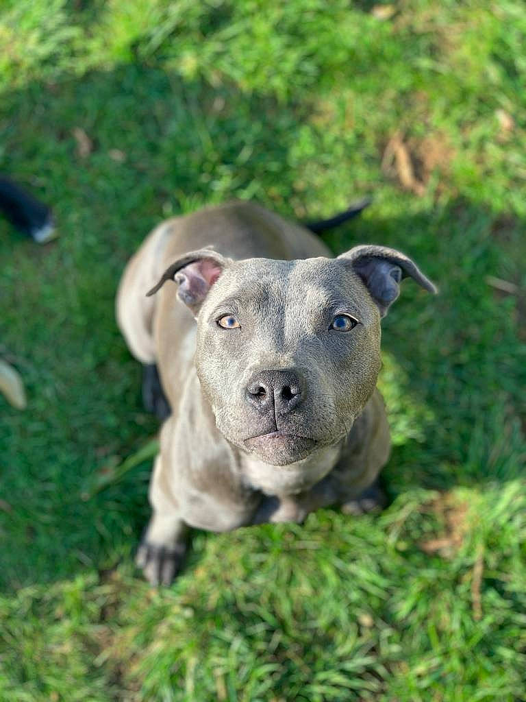 Pia a rejoint le concours — aidez-le/la à gagner de superbes lots ! annual_plant, art, canidae, carnivore, companion_dog, dog, dog_breed, fawn, grass, grassland, groundcover, non_sporting_group, plant, puppy, sculpture, snout, sporting_group, tail, terrestrial_animal, working_animal