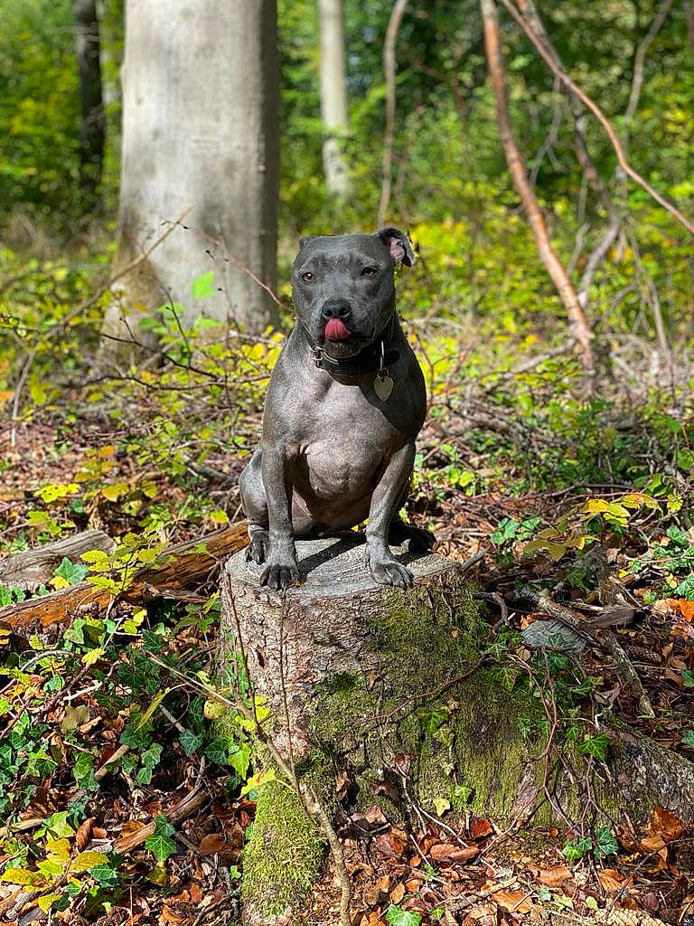 Pia a rejoint le concours — aidez-le/la à gagner de superbes lots ! biome, branch, carnivore, dog_breed, fawn, forest, grass, groundcover, leaf, plant, sculpture, snout, tail, terrestrial_animal, terrestrial_plant, tree, trunk, wood, woodland, working_animal