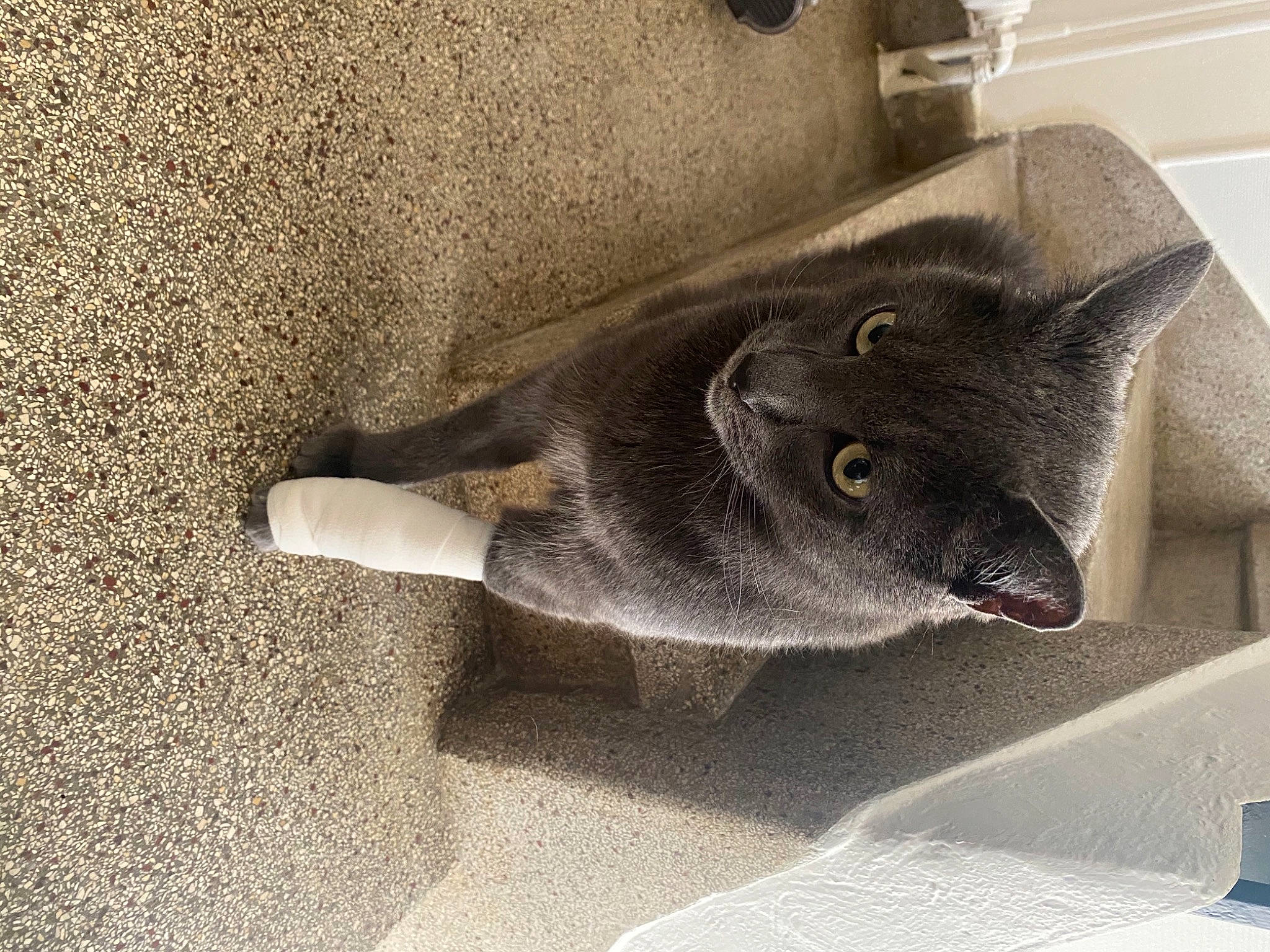 Negan participe au concours pour gagner de l'argent avec cette photo : asphalt, automotive_tire, carnivore, cat, comfort, concrete, domestic_short_haired_cat, felidae, flooring, fur, grey, plant, russian_blue, shadow, small_to_medium_sized_cats, tail, terrestrial_animal, whiskers, window