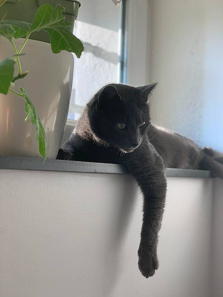 Negan participe au concours pour gagner de l'argent avec cette photo : black_cat, carnivore, cat, cat_supply, domestic_short_haired_cat, felidae, fur, grey, herb, houseplant, monochrome_photography, plant, room, small_to_medium_sized_cats, snout, tail, vertebrate, whiskers, window, wood