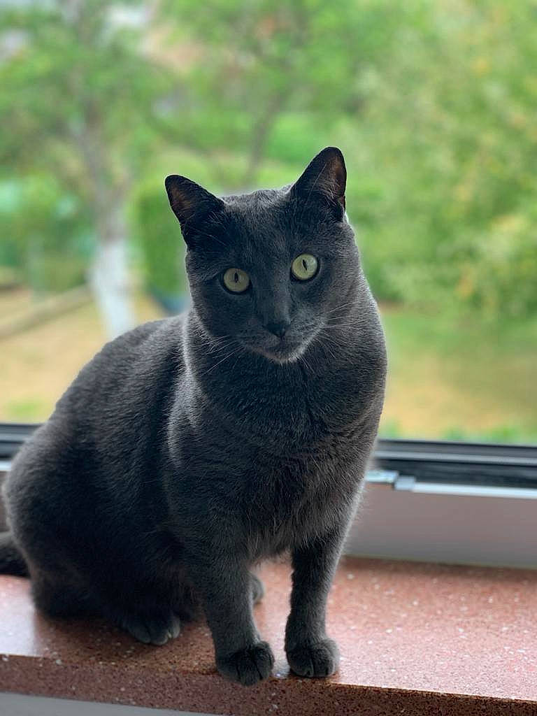 Negan participe au concours pour gagner de l'argent avec cette photo : carnivore, cat, domestic_short_haired_cat, eye, felidae, fur, grey, plant, russian_blue, small_to_medium_sized_cats, snout, tail, terrestrial_animal, tree, vertebrate, whiskers, wildlife, window, windshield