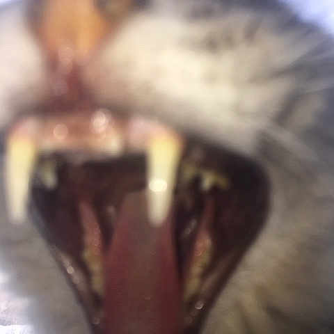 Naza