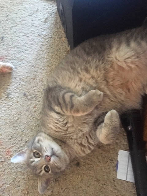 Noodle joined the competition — help win amazing prizes! carnivore, cat, european_shorthair, fawn, felidae, fur, kitten, nose, pixie_bob, small_to_medium_sized_cats, tabby_cat, tail, whiskers