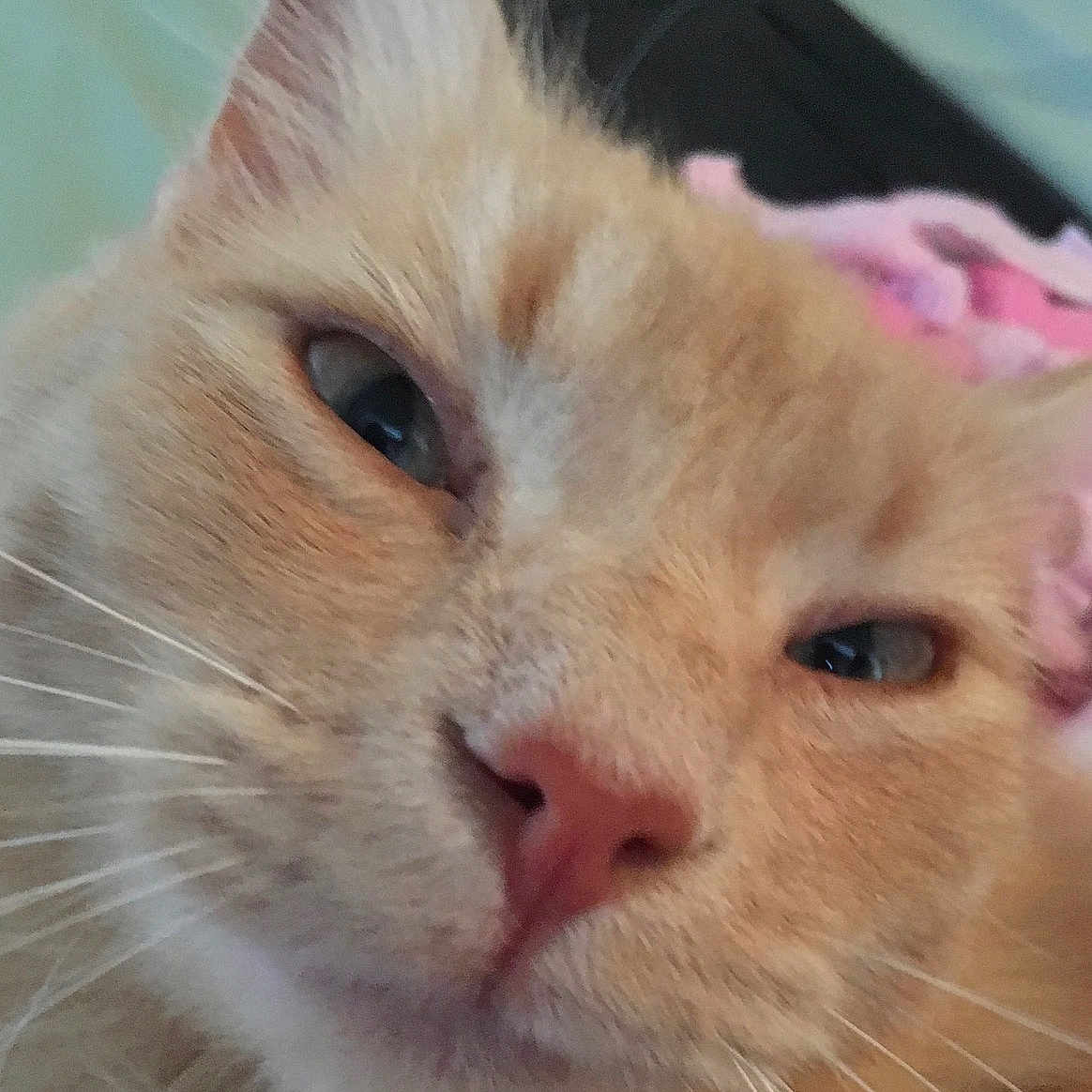 Sammy