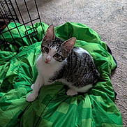 Tiger joined the competition — help win amazing prizes! animal, carpet, cat, cozy, curious, cute, domestic, ears, eyes, feline, fur, green_blanket, indoor, kitten, looking_up, pet, resting, small, whiskers, young_cat