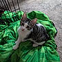 animal, carpet, cat, cozy, curious, cute, domestic, ears, eyes, feline, fur, green_blanket, indoor, kitten, looking_up, pet, resting, small, whiskers, young_cat