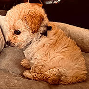Valentina joined the competition — help win amazing prizes! puppy, small_dog, poodle, curly_fur, apricot_fur, beige_fur, couch, sofa, cushion, pet, indoor, companion, side_profile, paw, collar, cozy, closeup, furry, domestic_animal, relaxed