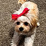 Petunia is registered to the contest to win money with this photo: dog, puppy, bow, pink_bow, carpet, fluffy, white_fur, tan_fur, small_dog, pet, cute, indoor, close_up, portrait, button_eyes, black_nose, paws, sitting, looking_up, groomed