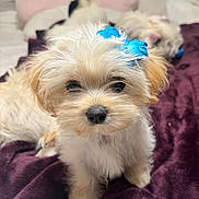 Petunia joined the competition — help win amazing prizes! puppy, dog, small_dog, white_fur, cream_fur, blue_bow, bow, blanket, purple_blanket, bed, indoor, close_up, portrait, cute, fluffy, nose, eyes, ear, sleeping_dog, companion