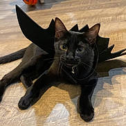Misa joined the competition — help win amazing prizes! bat_wings, bell, black_cat, cat, close_up, collar, costume, curious, cute, ears, halloween, indoor, lying_down, paws, pet, portrait, shadow, toy, whiskers, wooden_floor