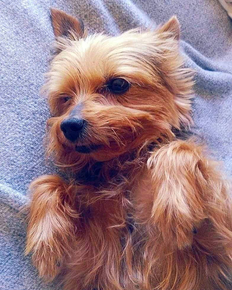 Daya participe au concours pour gagner de l'argent avec cette photo : australian_silky_terrier, australian_terrier, biewer_terrier, cairn_terrier, canidae, carnivore, companion_dog, dog, dog_breed, mammal, norwich_terrier, puppy, rare_breed_dog, small_terrier, snout, terrier, toy_dog, vertebrate, yorkipoo, yorkshire_terrier