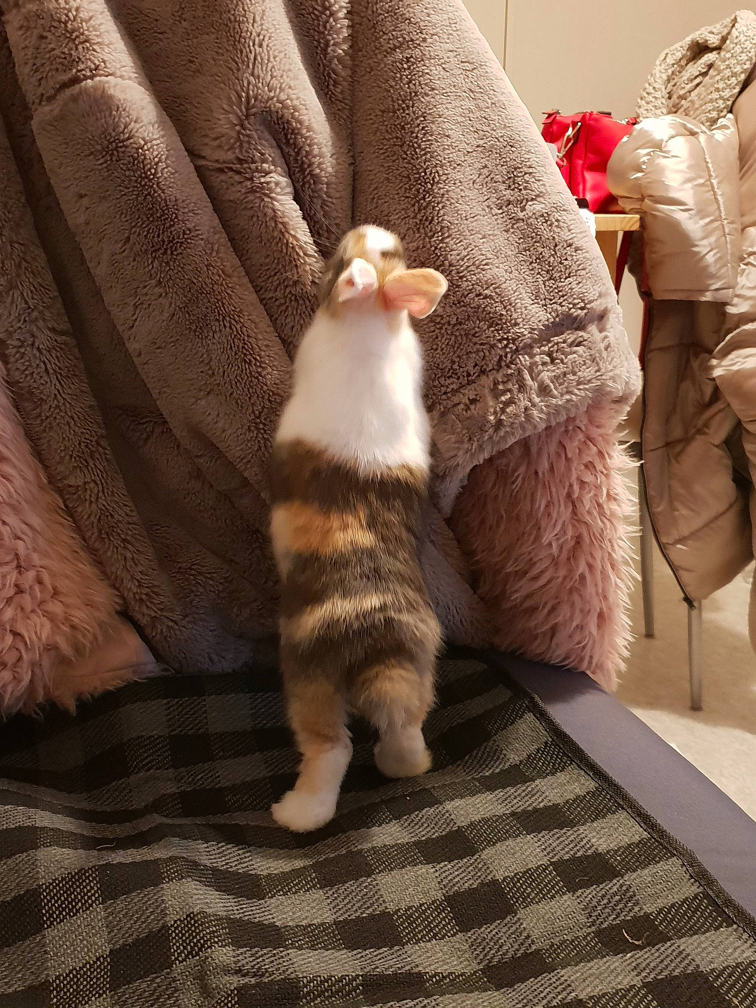 Vanille participe au concours pour gagner de l'argent avec cette photo : carnivore, cat, fawn, felidae, fur, leg, paw, small_to_medium_sized_cats, tail, whiskers