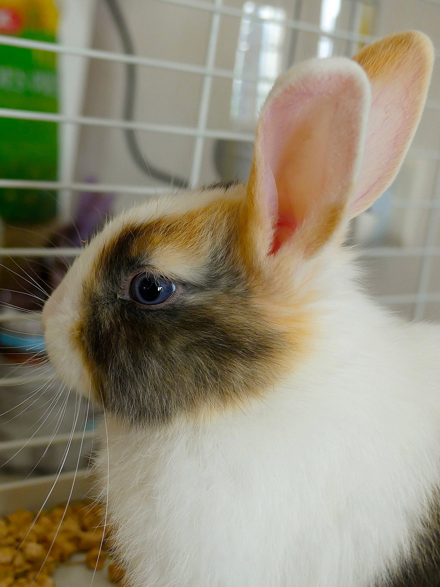 Vanille a rejoint le concours — aidez-le/la à gagner de superbes lots ! angora_rabbit, domestic_rabbit, ear, fawn, hare, mammal, rabbit, rabbits_and_hares, snout, vertebrate, whiskers