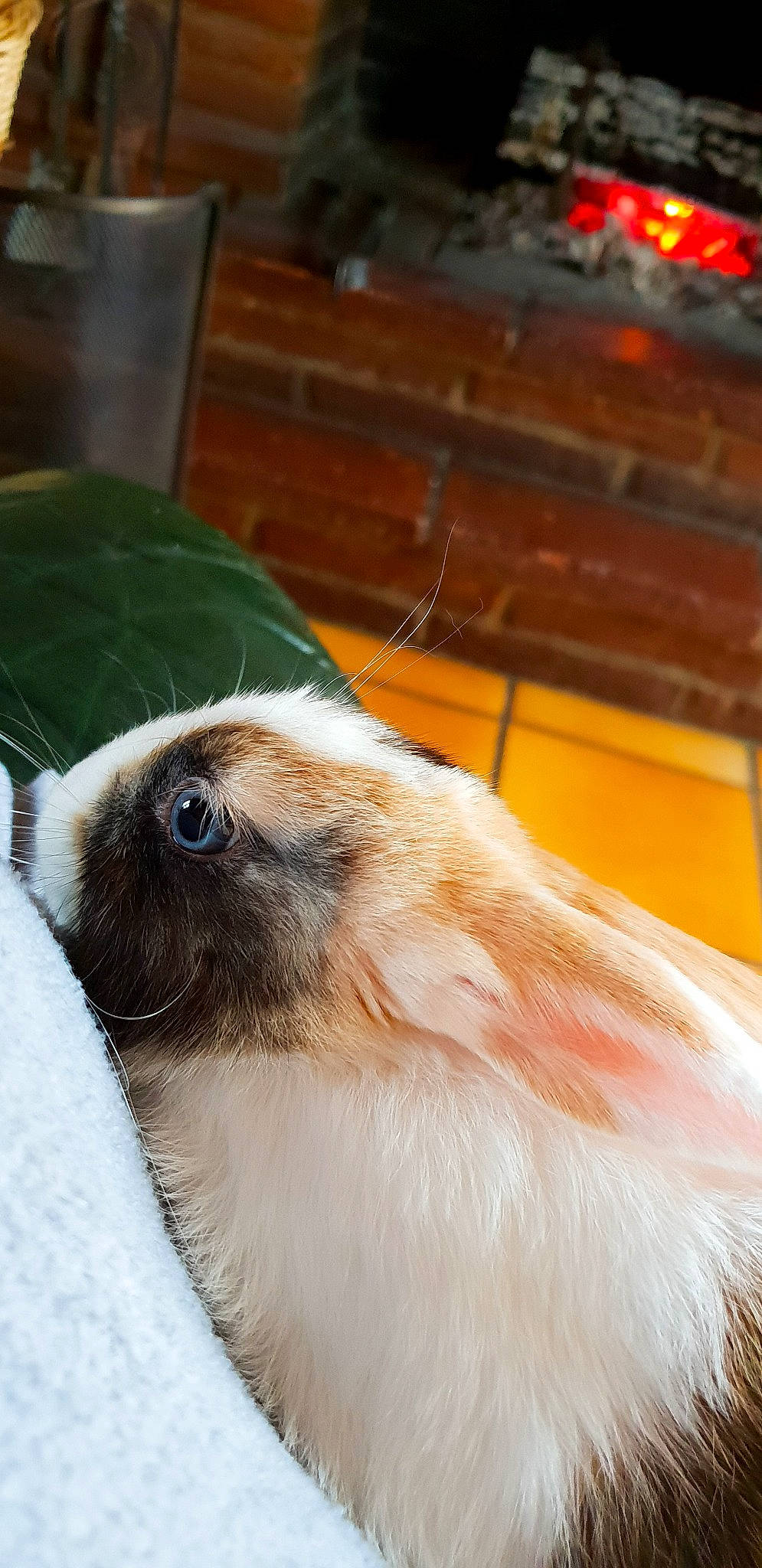 Vanille participe au concours pour gagner de l'argent avec cette photo : fawn, fur