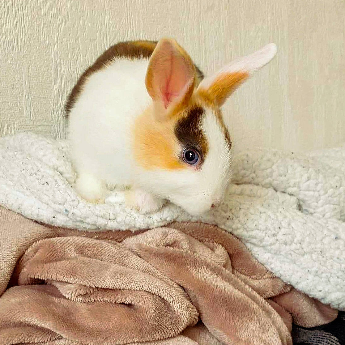 Vanille participe au concours pour gagner de l'argent avec cette photo : domestic_rabbit, ear, fawn, fur, hare, rabbit, rabbits_and_hares, skin, whiskers, wood_rabbit