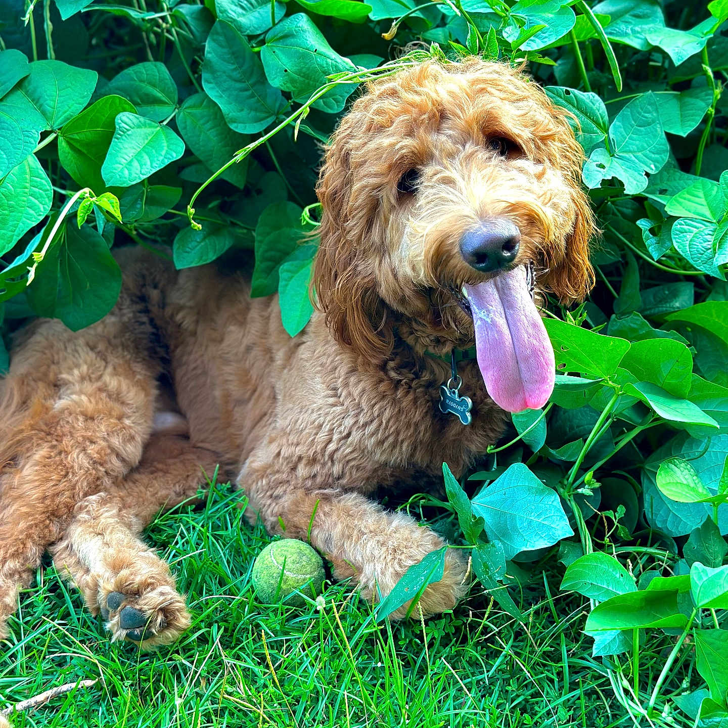 Riggins is registered to the contest to win money with this photo: airedale, animal, ball, bodypart, canine, dog, grass, green, herbal, herbs, leaf, pet, plant, poodle, puppy, sport, tennis, tennisball, terrier, vegetation