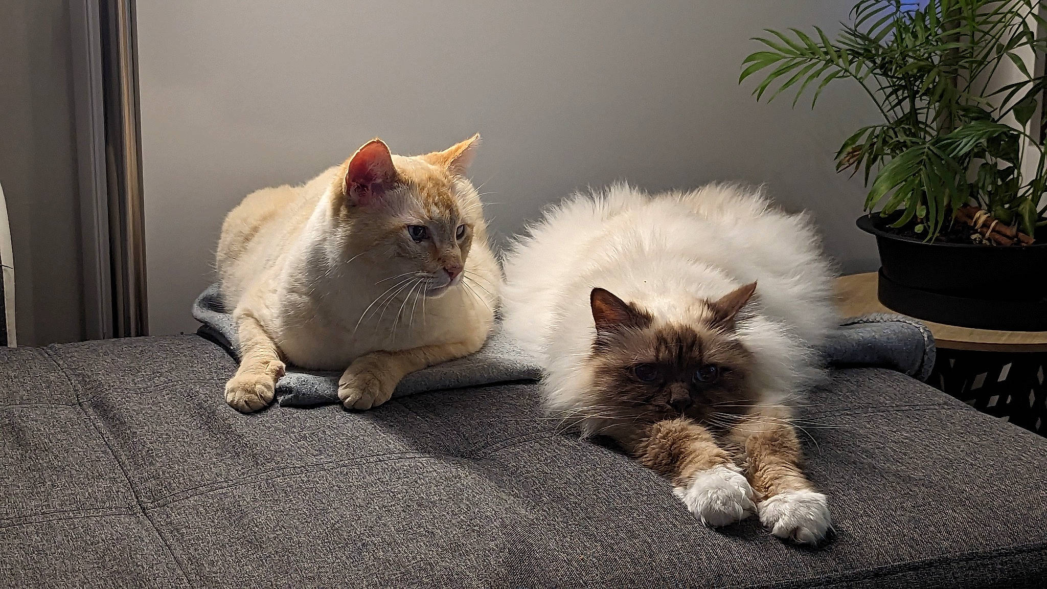 Orson participe au concours pour gagner de l'argent avec cette photo : carnivore, cat, claw, comfort, companion_dog, domestic_short_haired_cat, fawn, felidae, flowerpot, fur, houseplant, nap, paw, plant, sitting, small_to_medium_sized_cats, snout, tail, terrestrial_animal, whiskers