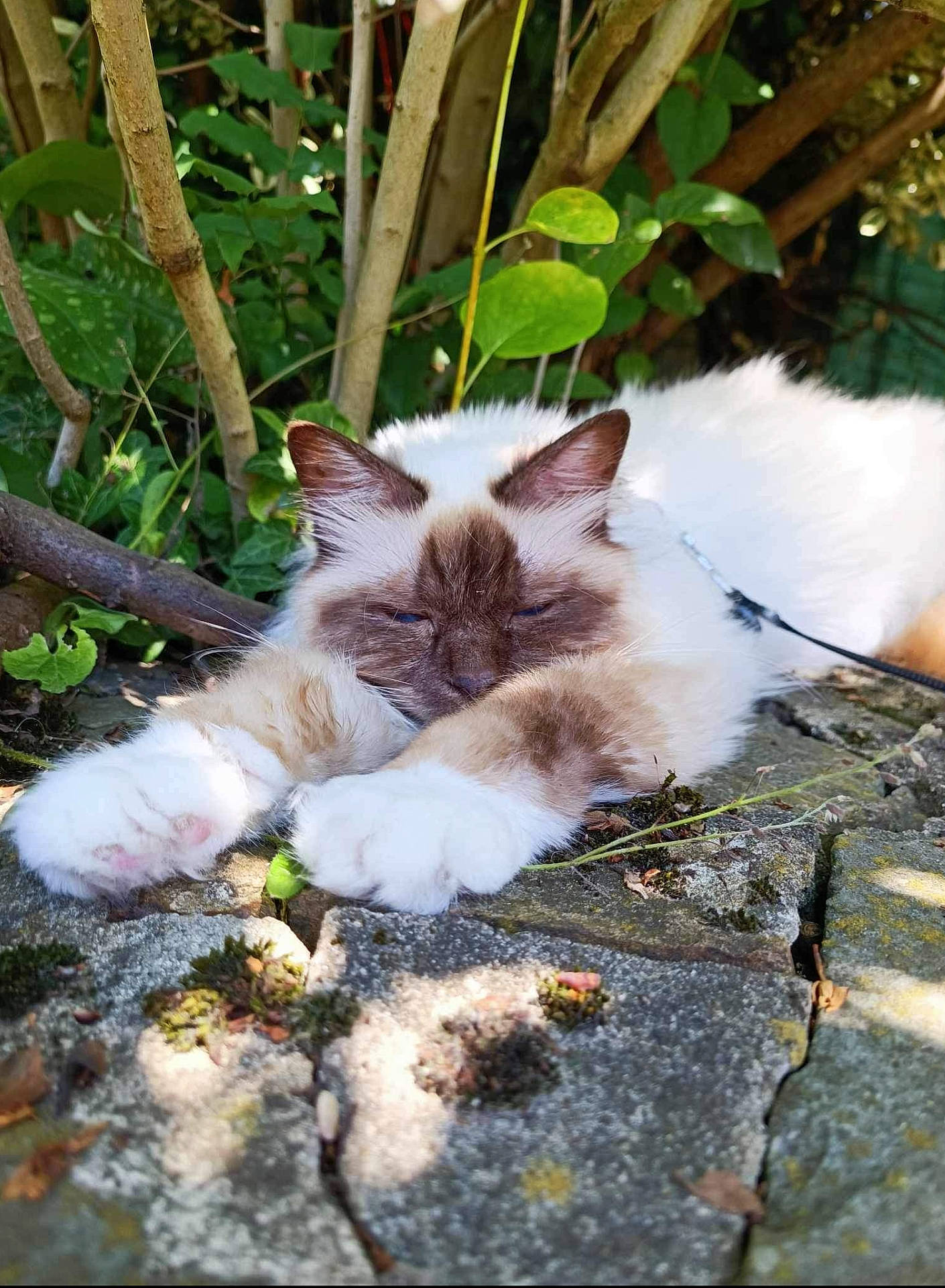 Orson participe au concours pour gagner de l'argent avec cette photo : carnivore, cat, domestic_short_haired_cat, fawn, felidae, fur, grass, groundcover, plant, small_to_medium_sized_cats, snout, tail, terrestrial_animal, tree, vertebrate, whiskers, wildlife, wood