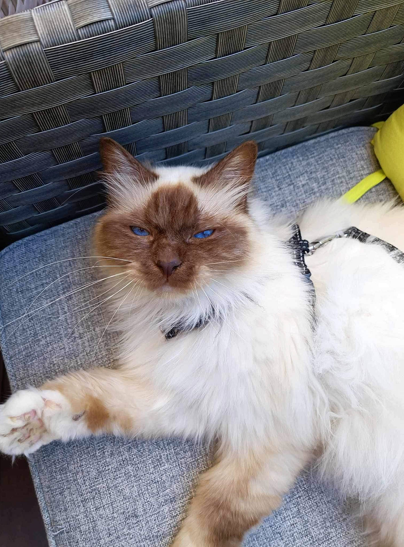 Orson a rejoint le concours — aidez-le/la à gagner de superbes lots ! balinese, birman, carnivore, cat, claw, companion_dog, fawn, felidae, fur, paw, ragdoll, sitting, small_to_medium_sized_cats, snout, tail, terrestrial_animal, thai, whiskers, wood