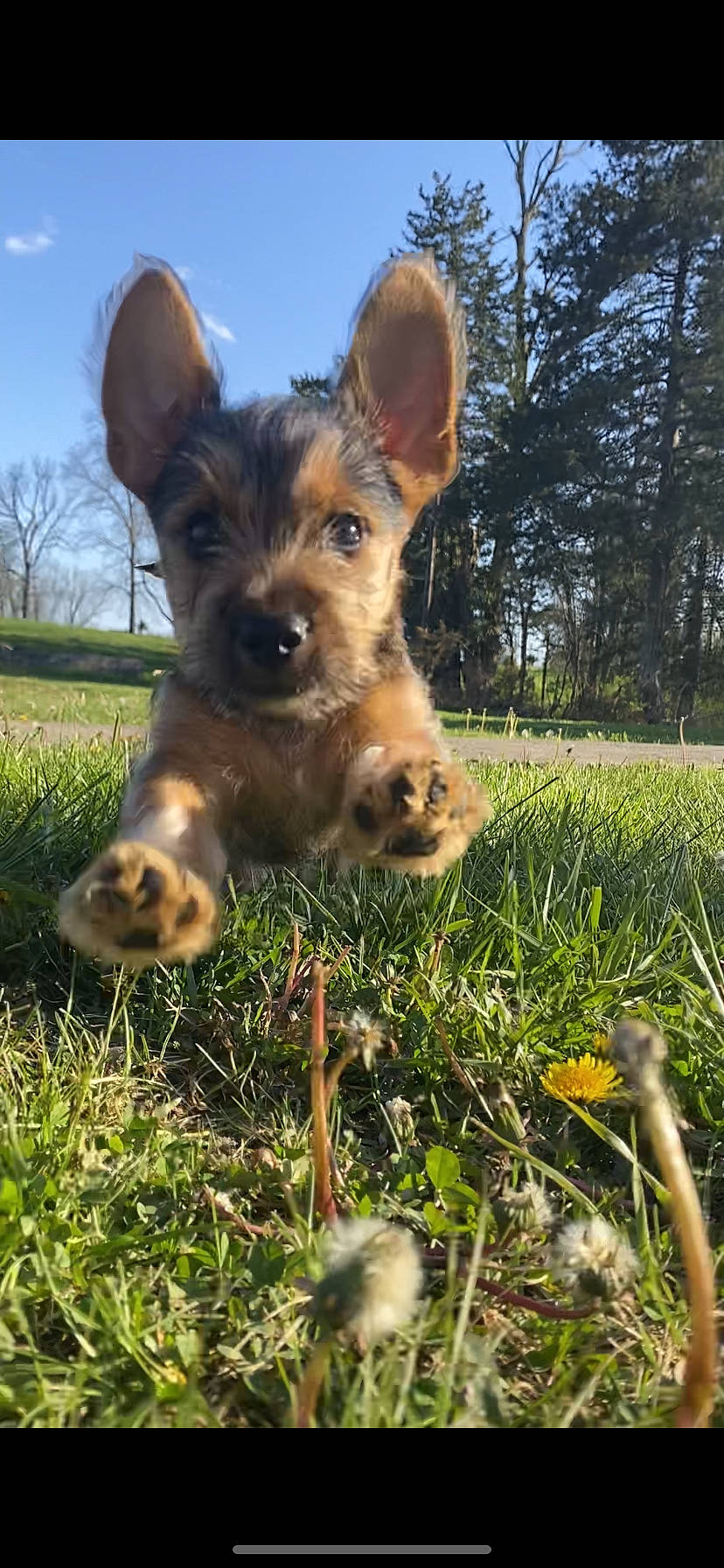 Shiesty is registered to the contest to win money with this photo: canidae, carnivore, companion_dog, dog, dog_breed, ear, fawn, grass, grassland, happy, liver, plant, sky, snout, sporting_group, terrestrial_animal, terrier, toy_dog, tree, whiskers