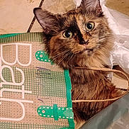 Nori joined the competition — help win amazing prizes! cat, tortoiseshell, pet, curious, wide_eyes, fur, bag, reusable_bag, floor, tile_floor, indoor, domestic, whiskers, ears, close_up, animal, cute, fluffy, looking, home