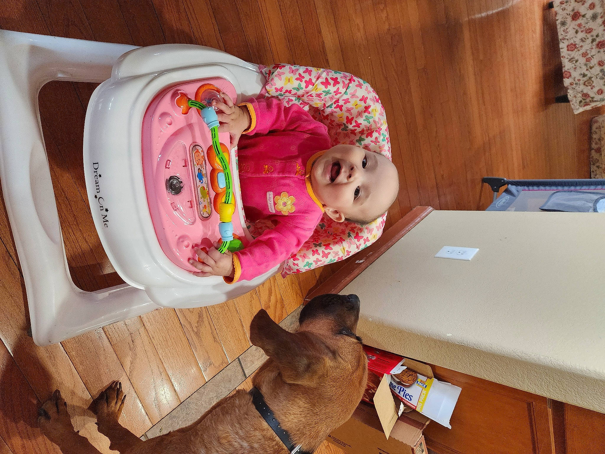 Sunshine joined the competition — help win amazing prizes! baby, baby_products, baby_toddler_clothing, child, collar, companion_dog, computer, dog, dog_breed, headgear, house, laptop, leash, person, personal_computer, smile, table, toddler, toy, wood