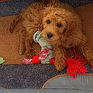 Lolie participe au concours pour gagner de l'argent avec cette photo : puppy, dog, toy, rope_toy, chew_toy, brown_fur, pet, indoor, mat, relaxed, cute, animal, fluffy, looking_up, paw, snout, fur, pet_bed, playful, companion