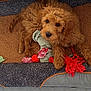 puppy, dog, toy, rope_toy, chew_toy, brown_fur, pet, indoor, mat, relaxed, cute, animal, fluffy, looking_up, paw, snout, fur, pet_bed, playful, companion