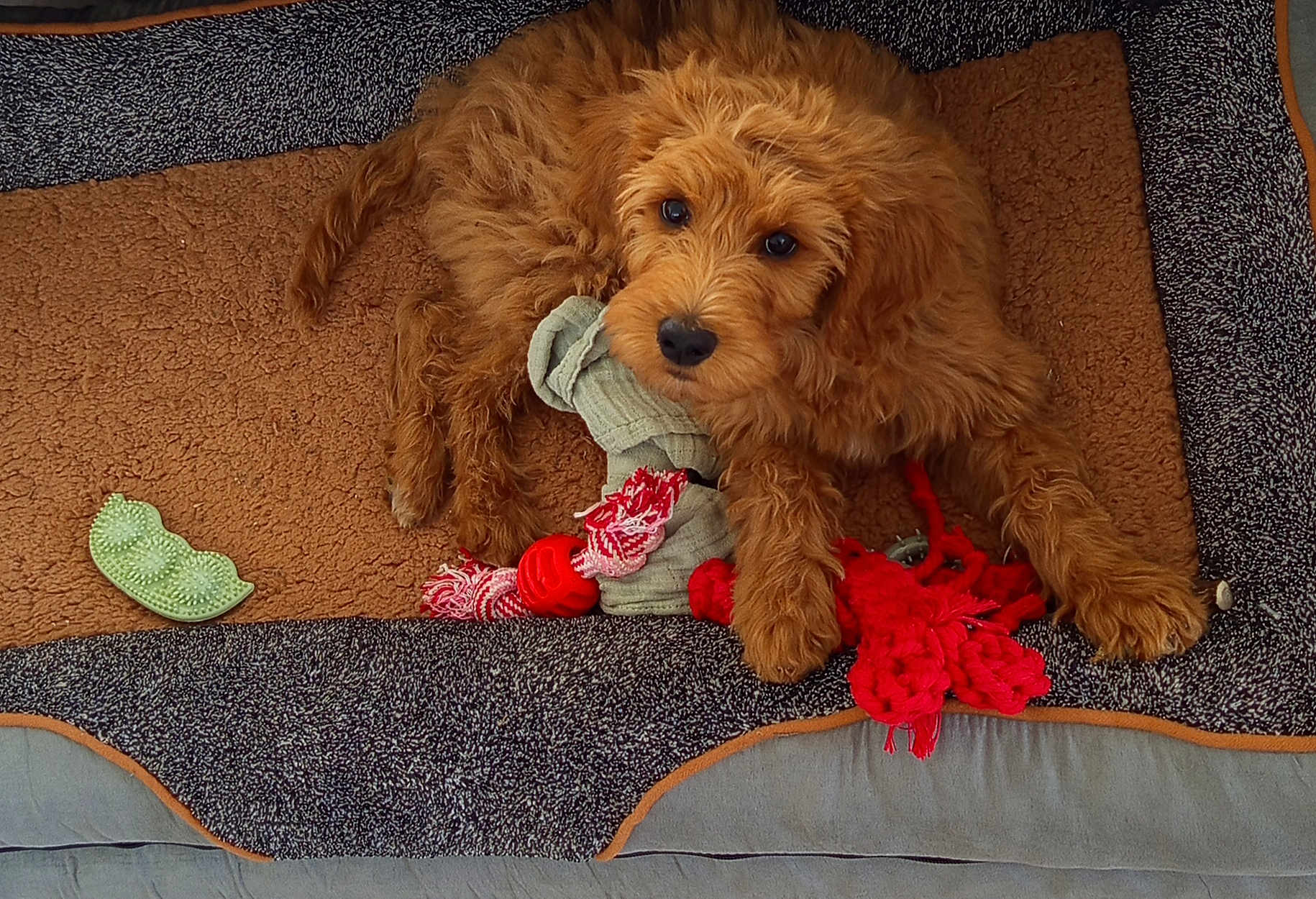 Lolie participe au concours pour gagner de l'argent avec cette photo : puppy, dog, toy, rope_toy, chew_toy, brown_fur, pet, indoor, mat, relaxed, cute, animal, fluffy, looking_up, paw, snout, fur, pet_bed, playful, companion