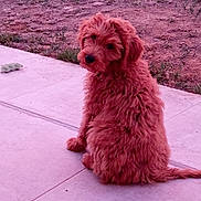 Lolie participe au concours pour gagner de l'argent avec cette photo : animal, brown_fur, canine, companion, curious, curly_fur, cute, dog, domestic_animal, fluffy, grass, grass_patch, looking_back, nature, outdoor, patio, pet, sitting, tile_floor, young_dog