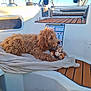 dog, brown_dog, fluffy_dog, toy, plush_toy, giraffe_toy, blanket, boat, wooden_floor, sunlight, pet, animal, relaxed, indoors, comfort, fur, cute, laying_down, companion, leisure