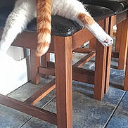Edward is registered to the contest to win money with this photo: cat, feline, orange_and_white, chair, wooden_furniture, table, tile_floor, indoor, pet, relaxed, curious, stretching, animal, whiskers, paws, tail, looking, resting, household, cozy