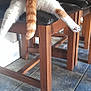 cat, feline, orange_and_white, chair, wooden_furniture, table, tile_floor, indoor, pet, relaxed, curious, stretching, animal, whiskers, paws, tail, looking, resting, household, cozy