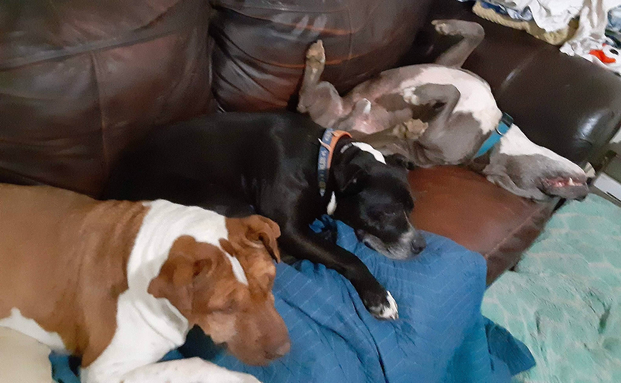 My Three joined the competition — help win amazing prizes! canidae, carnivore, collar, comfort, companion_dog, couch, dog, dog_breed, dog_collar, dog_supply, fawn, guard_dog, hardwood, liver, non_sporting_group, pet_supply, sleeper_chair, sporting_group, vertebrate, working_animal