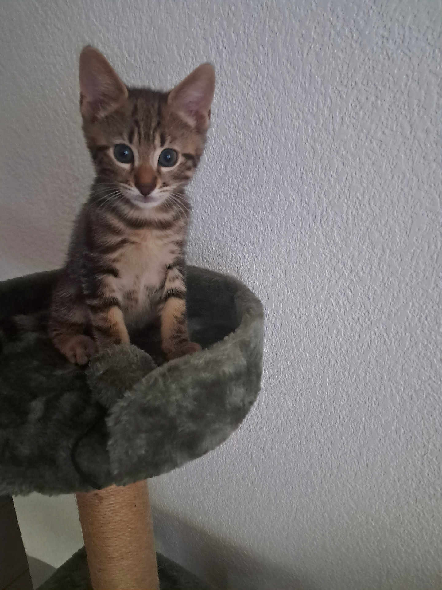Olympe a rejoint le concours — aidez-le/la à gagner de superbes lots ! cat, kitten, tabby, pet, animal, stripes, ears, eyes, whiskers, paws, cat_tree, perch, fur, sitting, indoor, wall_texture, looking_at_camera, portrait, fuzzy, cute