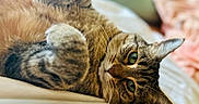 Inky joined the competition — help win amazing prizes! cat, tabby_cat, pet, feline, animal, paw, green_eyes, fur, bed, blanket, resting, close_up, whiskers, cute, domestic_animal, relaxed, indoor, sleepy, soft, cozy