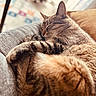 Inky is registered to the contest to win money with this photo: cat, tabby, sleeping, couch, furniture, cozy, fur, pet, indoor, relaxing, animal, closeup, whiskers, tail, soft_light, blurred_background, home, resting, cute, domestic_cat