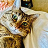 Inky joined the competition — help win amazing prizes! cat, tabby, close_up, green_eyes, pet, indoor, bed, blanket, fur, whiskers, cute, animal, portrait, relaxed, feline, domestic_cat, sleepy, soft, cozy, curious