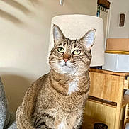 Inky joined the competition — help win amazing prizes! cat, tabby_cat, feline, pet, indoor, couch, lamp, furniture, wood, green_eyes, striped_fur, sitting, looking_away, cozy, home, houseplant, relaxed, domestic_animal, whiskers, ears