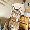 cat, tabby_cat, feline, pet, indoor, couch, lamp, furniture, wood, green_eyes, striped_fur, sitting, looking_away, cozy, home, houseplant, relaxed, domestic_animal, whiskers, ears
