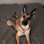 Coco joined the competition — help win amazing prizes! animal, attention, bed, canine, companion, cute, dog, ears, friendly, fur, german_shepherd, home, indoor, looking, lying_down, mammal, pet, portrait, quilt, resting