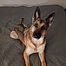 dog, german_shepherd, pet, animal, bed, quilt, indoor, fur, ears, lying_down, cute, looking, portrait, canine, mammal, resting, home, companion, friendly, attention