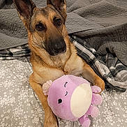 Coco is registered to the contest to win money with this photo: dog, german_shepherd, plush_toy, purple, bed, blanket, gray_blanket, floral_pattern, pet, animal, indoor, cozy, cute, relaxing, laying_down, fur, ears, paw, toy, sleepy