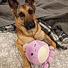 dog, german_shepherd, plush_toy, purple, bed, blanket, gray_blanket, floral_pattern, pet, animal, indoor, cozy, cute, relaxing, laying_down, fur, ears, paw, toy, sleepy