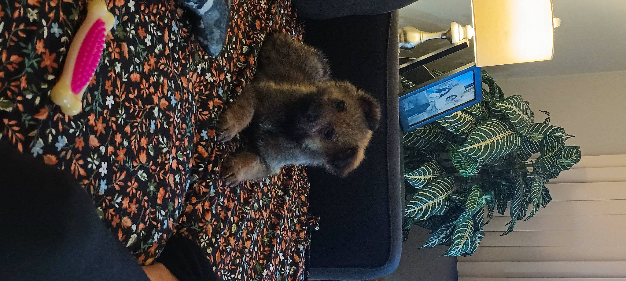 Coco