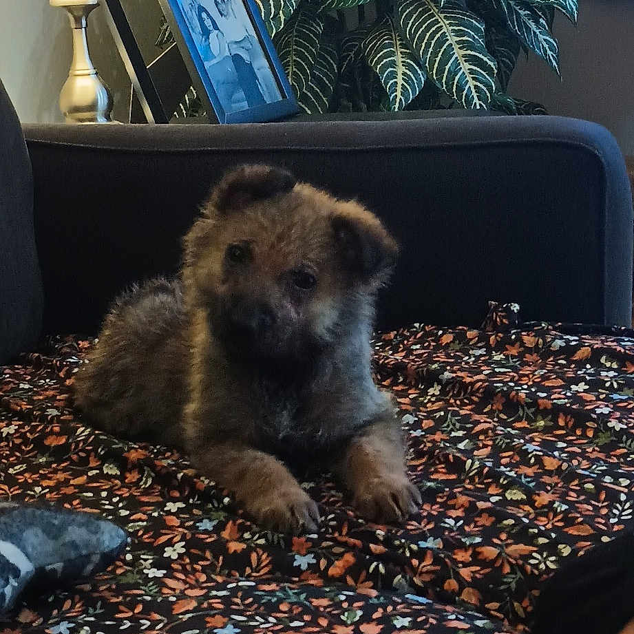 Coco