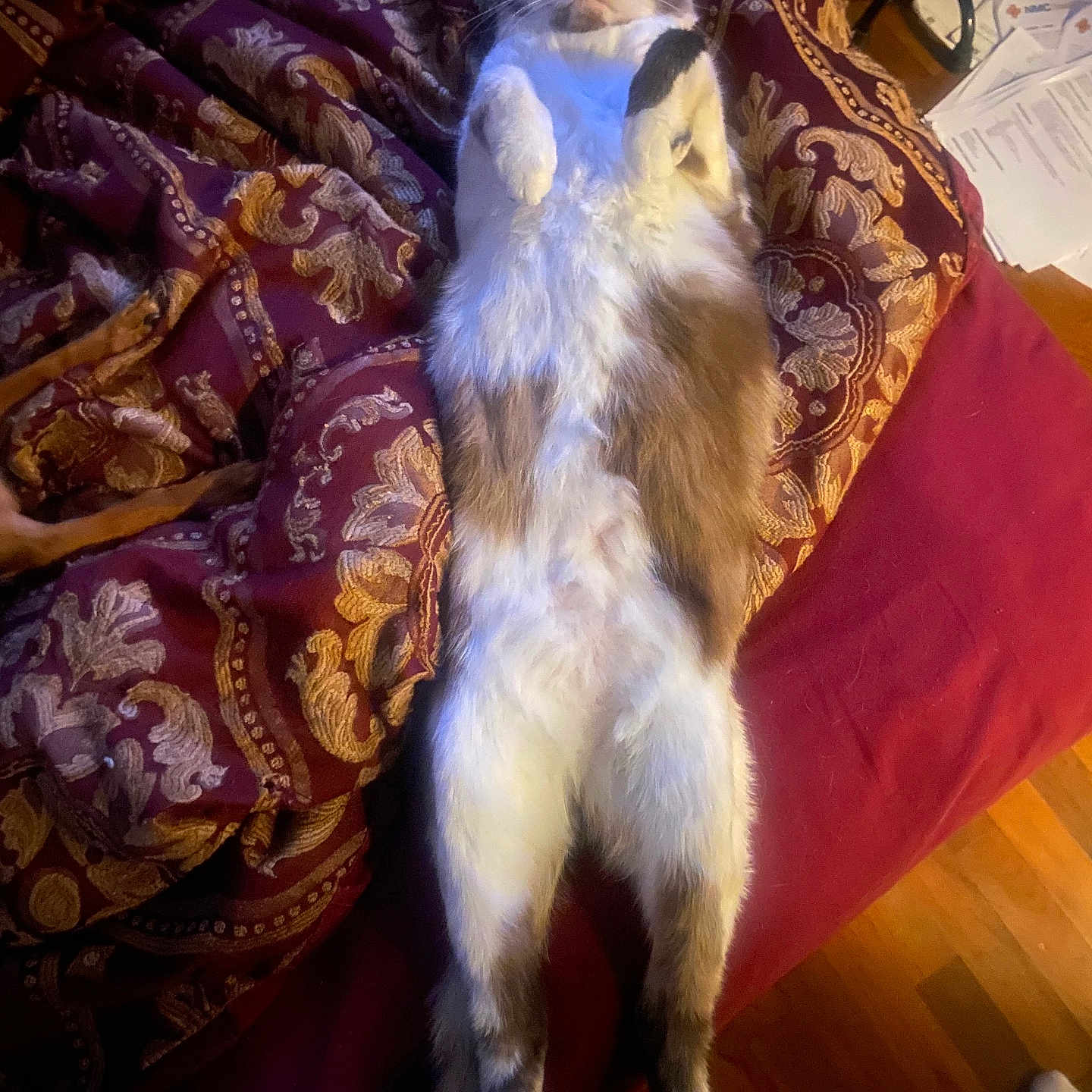 Baby Blu is registered to the contest to win money with this photo: animal, bed, blanket, cat, comfort, cozy, domestic, feline, floor, fluffy, fur, home, indoor, lying_down, patterned, paw, relaxed, resting, sleepy, whiskers