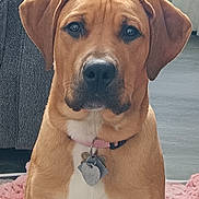 Rosie joined the competition — help win amazing prizes! dog, pet, indoor, collar, tag, close_up, brown_fur, white_chest, floor, blanket, furniture, canine, animal, portrait, cute, ears, face, sitting, domestic, companion